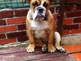 Eği̇ti̇mli̇ Juni̇or İngi̇li̇z Bulldog Yavrumuz