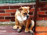 Eği̇ti̇mli̇ Juni̇or İngi̇li̇z Bulldog Yavrumuz