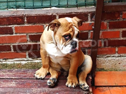 Eği̇ti̇mli̇ Juni̇or İngi̇li̇z Bulldog Yavrumuz görsel