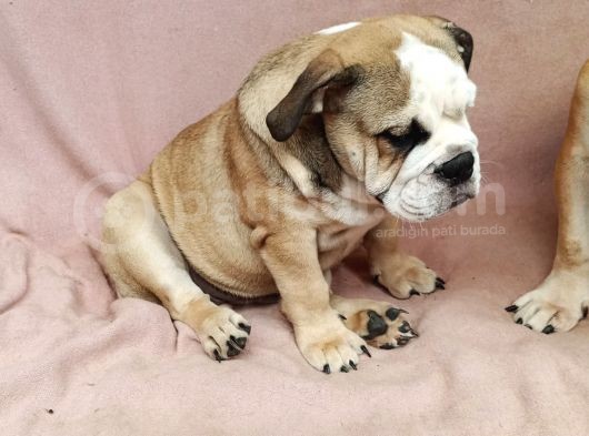 Blue Fawn İngi̇li̇z Bulldog Yavrumuz