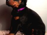 Dobermann Yavrularimiz