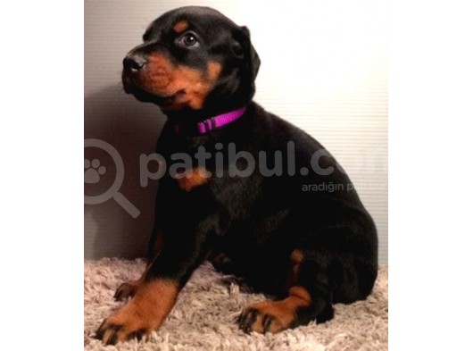 Dobermann Yavrularimiz görsel