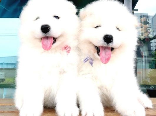 Samoyed Bebekleri̇mi̇z