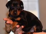 DOBERMANN YAVRULARIMIZ