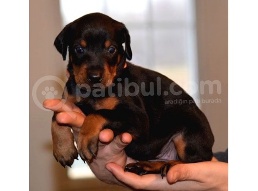 Dobermann Yavrularimiz