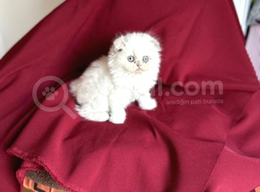 Muhteşem Güzelli̇kte Scotti̇sh Fold Bebeği̇mi̇z