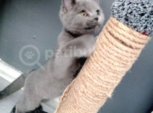 3 Buçuk Aylık Erkek görsel