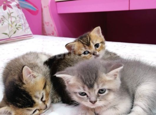 Blue Ve Black Golden Bebekleri̇m