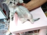 Blue Ve Black Golden Bebekleri̇m