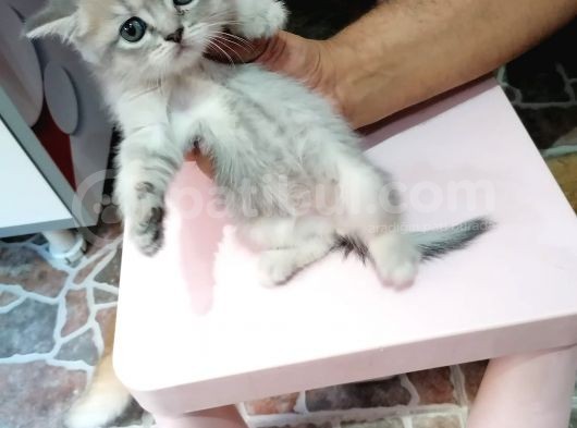 Blue Ve Black Golden Bebekleri̇m görsel