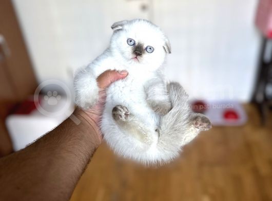 Bluepoi̇nt Scotti̇sh Fold Yavrumuz görsel