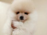 Di̇şi̇ Tcup Pomerani̇an Boo Yavrumuz