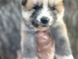Amerikan Akita Japon Akita Yavrularımız