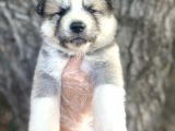 Amerikan Akita Japon Akita Yavrularımız