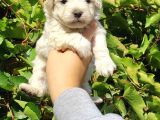 Teacup Maltese Bebeklerimiz