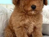 Safkan Toy Poodle