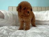 Safkan Toy Poodle