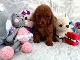Red Brown Toy Poodle