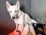 Sibirya Kurdu Husky Bebekler