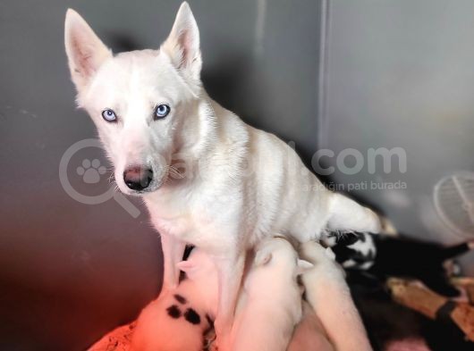 Sibirya Kurdu Husky Bebekler görsel