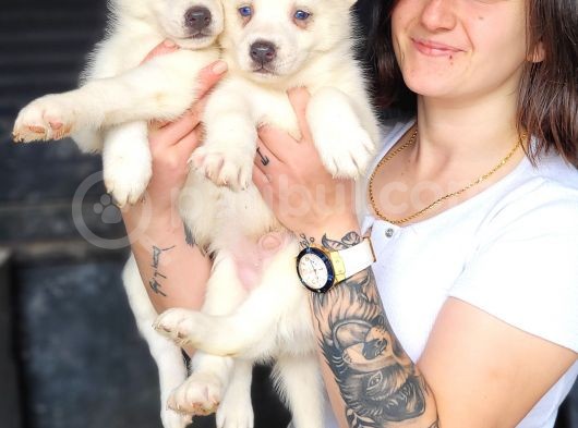 Sibirya Kurdu Husky Bebekler görsel