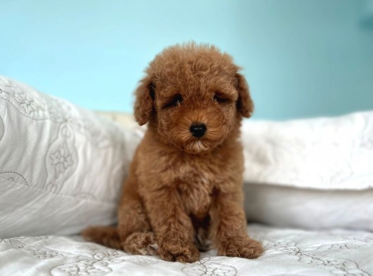Safkan Toy Poodle görsel