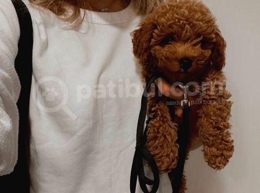 Harika Ötesi Poodle  Yavrular görsel