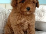 Safkan Toy Poodle