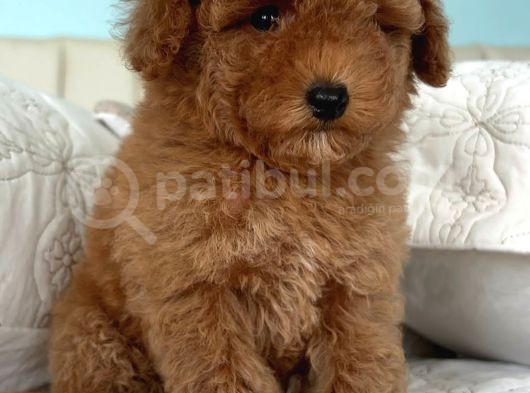 Safkan Toy Poodle görsel