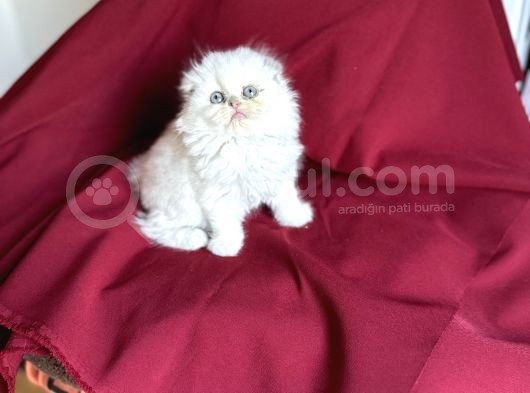 Longhai̇r Scotti̇sh Fold Bebekleri̇mi̇z görsel