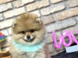 Muhteşem Pomeranian Boo