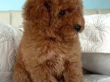 Safkan Toy Poodle