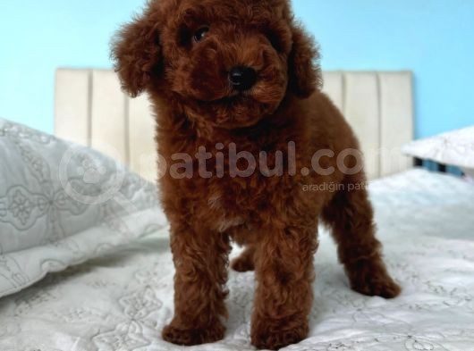 Red Brown Toy Poodle