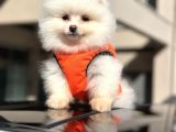 Muhteşem Pomeranian Boo