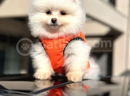 Muhteşem Pomeranian Boo görsel