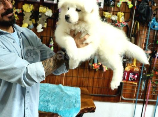 Ayi̇ Yavrusu Samoyed A Kali̇te Irk