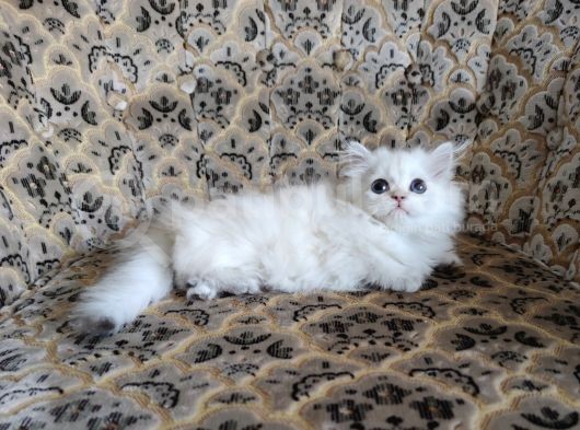 A Kalite Safkan Erkek Ve Dişi Yavrular görsel