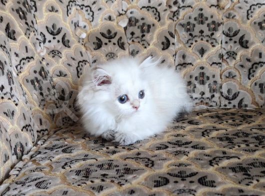 A Kalite Safkan Erkek Ve Dişi Yavrular görsel