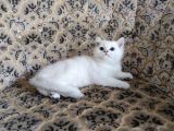 A Kalite Safkan Erkek Ve Dişi Yavrular