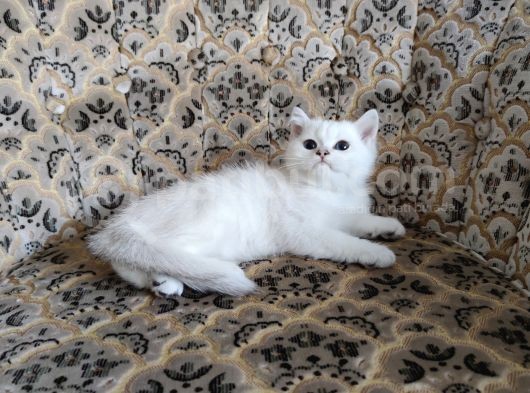 A Kalite Safkan Erkek Ve Dişi Yavrular görsel