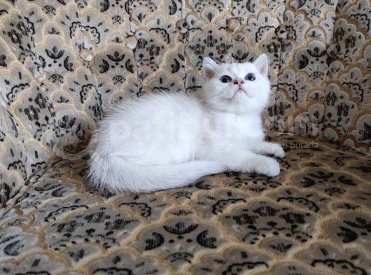 A Kalite Safkan Erkek Ve Dişi Yavrular görsel