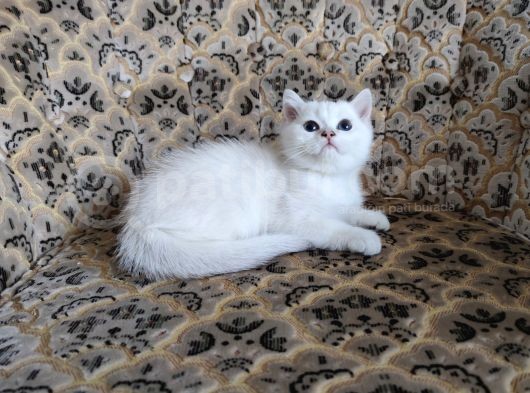 A Kalite Safkan Erkek Ve Dişi Yavrular
