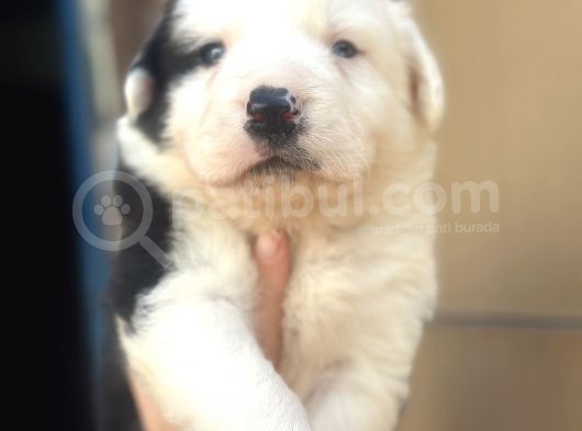 Border Collie Bebekler görsel