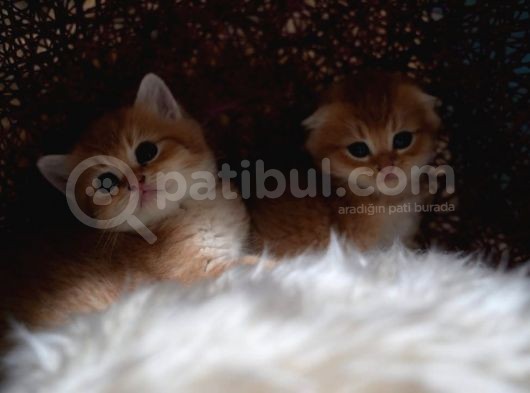 Scotti̇sh Srai̇ght Ve Fold Sinifinin En İyi̇leri̇ görsel
