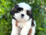 Teacup 2 Kg Olacak Kore Morkie