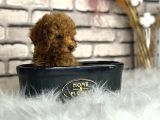 Minyatür Boy Toy Poodle Yavrularım