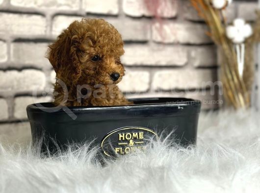 Minyatür Boy Toy Poodle Yavrularım görsel