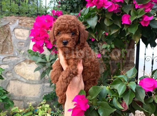 Minyatür Boy Toy Poodle Yavrularım