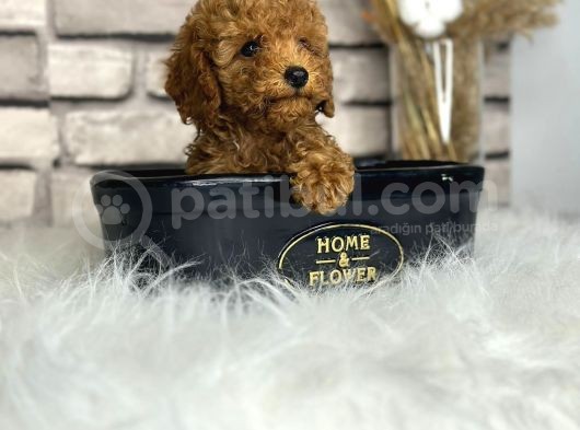 Minyatür Boy Toy Poodle Yavrularım görsel