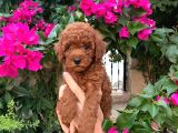 Minyatür Boy Toy Poodle Yavrularım